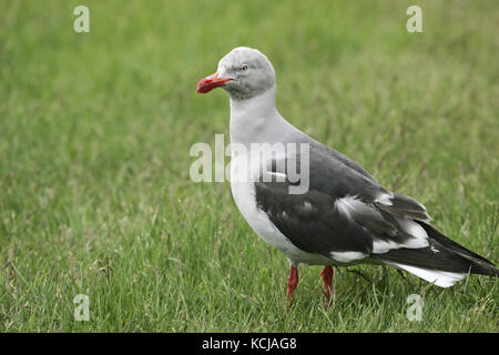 Dolphin gull Leucophaeus scoresbii adult in grassland Falkland Islands Stock Photo