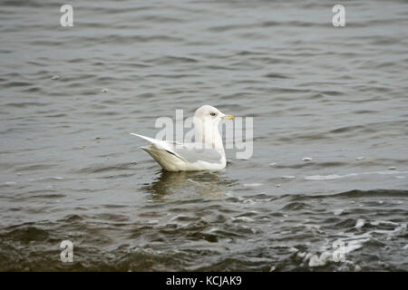Iceland gull Larus glaucoides swimming Sound of Jura Islay Argyll and Bute Scotland UK Stock Photo