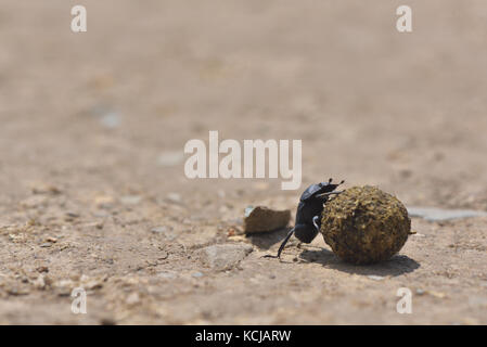 Dung beetles roll a dung ball closeup view in natural environment Stock Photo