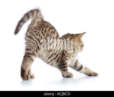 Cute tabby kitten stretching on white background Stock Photo