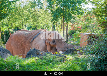 An elephant eating grass during the feeding time in a zoo Stock Photo