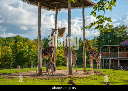 Giraffes eating straw during feeding time in zoo Stock Photo