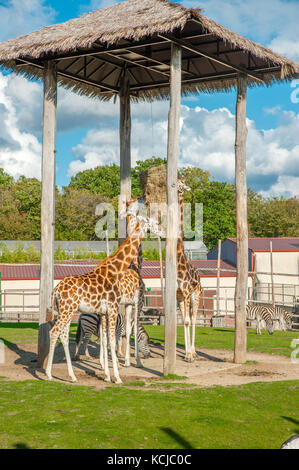 Giraffes eating straw during feeding time in zoo Stock Photo