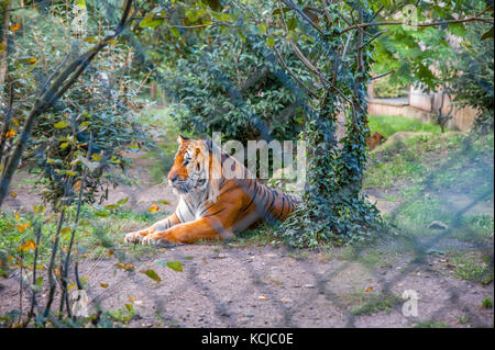 A Siberian tiger lying down Stock Photo