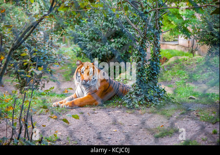 A Siberian tiger lying down Stock Photo