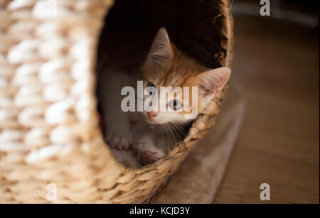 little ginger kitten playing in a wicker pod Stock Photo