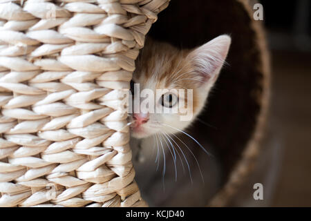 cute ginger kitten peeking out of a wicker pod Stock Photo