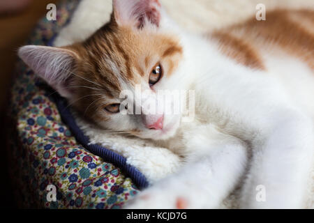 closeup photo of a young ginger cat Stock Photo
