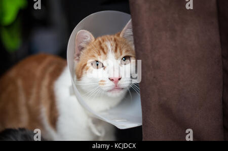 photo of a young ginger tomcat in a plastic Buster collar Stock Photo