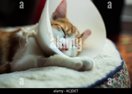 photo of a young ginger tomcat in a plastic Buster collar Stock Photo