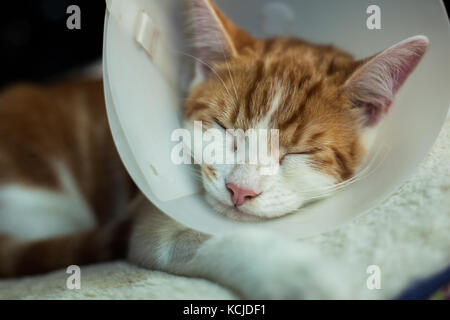 photo of a young ginger tomcat in a plastic Buster collar Stock Photo