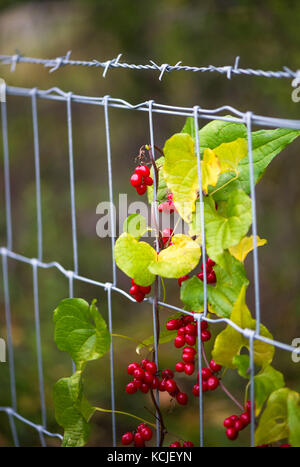 Close-up of the ripe poisonous fruit berries of the Black Bryony plant attached to a barbed wire fence. Stock Photo