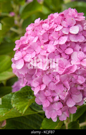 floral background of large Inflorescences of French hydrangea, wet after rain Stock Photo
