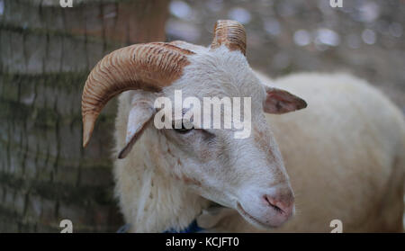 The Garut or Priangan sheep (Capra aegagrus hircus) from West Java, Indonesia. The breed is used primarily for ram fighting and meat. Stock Photo