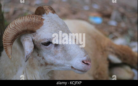 The Garut or Priangan sheep (Capra aegagrus hircus) from West Java, Indonesia. The breed is used primarily for ram fighting and meat. Stock Photo