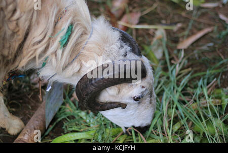 The Garut or Priangan sheep (Capra aegagrus hircus) from West Java, Indonesia. The breed is used primarily for ram fighting and meat. Stock Photo