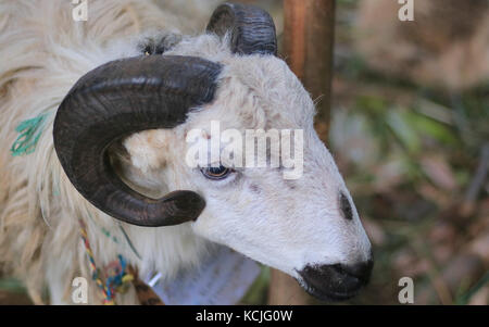 The Garut or Priangan sheep (Capra aegagrus hircus) from West Java, Indonesia. The breed is used primarily for ram fighting and meat. Stock Photo