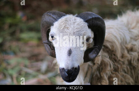 The Garut or Priangan sheep (Capra aegagrus hircus) from West Java, Indonesia. The breed is used primarily for ram fighting and meat. Stock Photo