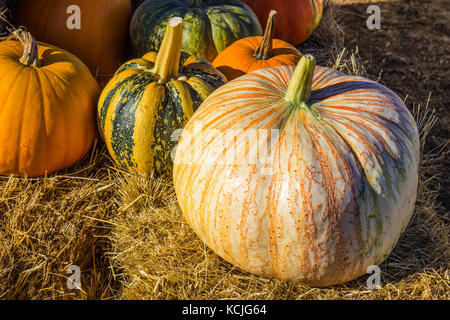 Orange & White Pumpkin With Other Varieties Stock Photo