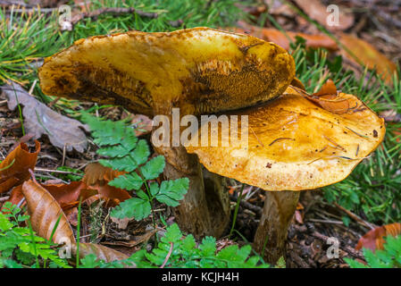 Greville's bolete / larch bolete (Suillus grevillei), showing underside in autumn forest Stock Photo