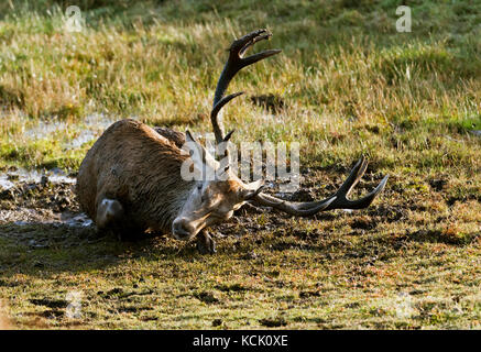 Lands End, Cornwall, UK. 6th October, 2017. Red Deer Mud bathes and thrashes around in the early morning sunshine Credit: Bob Sharples/Alamy Live News Stock Photo