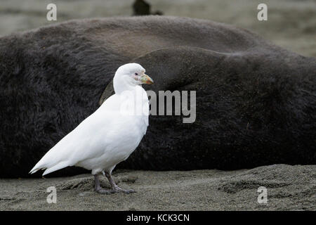 Snowy Sheathbill, Chionis albus, and Elephant Seals, Mirounga angustirostris South Georgia Island Stock Photo