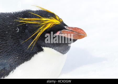 Macaroni Penguin (Eudyptes chrysolophus) on snow on South Georgia Island. Stock Photo