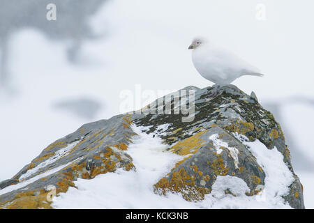 Snowy Sheathbill, Chionis albus, South Georgia Island. Stock Photo