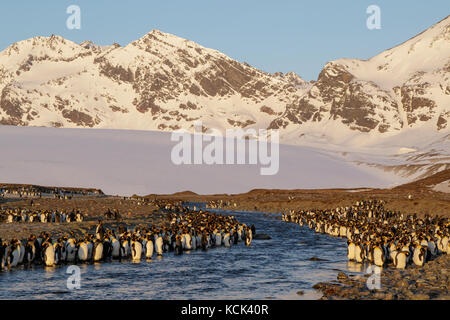 Large colony of King Penguins (Aptenodytes patagonicus) gathered on a rocky beach on South Georgia Island. Stock Photo