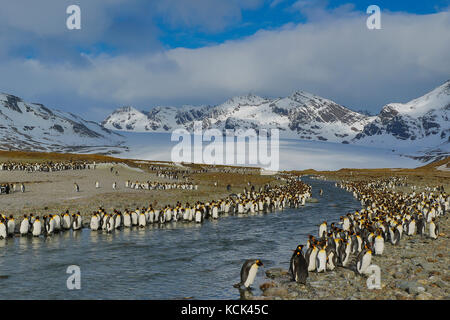 Large  colony of King Penguins (Aptenodytes patagonicus) gathered on a rocky beach on South Georgia Island. Stock Photo