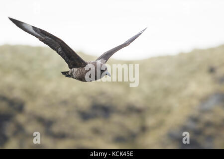 Brown Skua (Stercorarius antarcticus) flying over South Georgia Island. Stock Photo