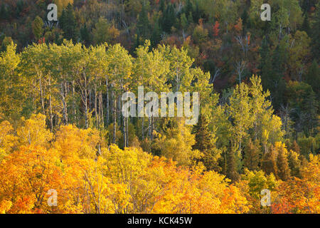 Brilliant aspen and maple trees in late afternoon sun on Oberg Mountain in northern Minnesota Stock Photo