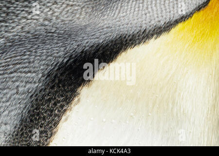 King Penguin (Aptenodytes patagonicus) perched on a rocky beach on South Georgia Island. Stock Photo