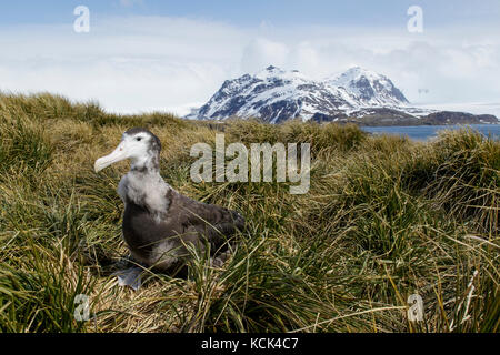 Wandering Albatross (Diomedea exulans) perched on tussock grass on South Georgia Island. Stock Photo