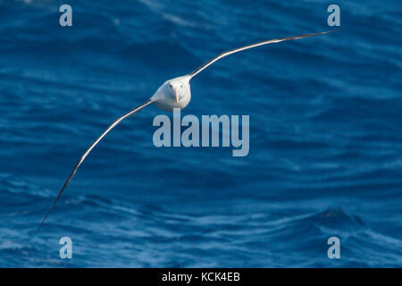 Southern Royal Albatross (Diomedea epomophora epomophora) flying over the ocean in search of food near South Georgia Island. Stock Photo