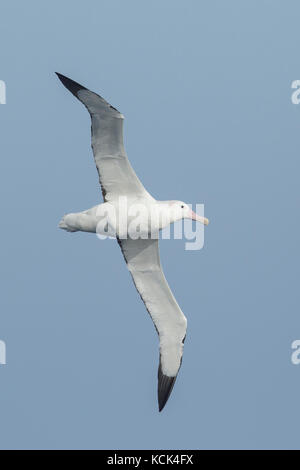 Wandering Albatross (Diomedea exulans) flying over the ocean searching for food near South Georgia Island. Stock Photo