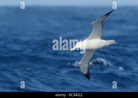 Wandering Albatross (Diomedea exulans) flying over the ocean searching for food near South Georgia Island. Stock Photo