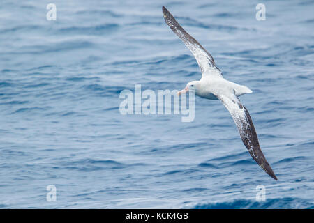 Wandering Albatross (Diomedea exulans) flying over the ocean searching for food near South Georgia Island. Stock Photo