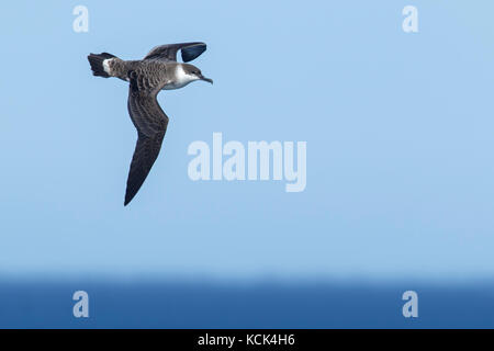 Greater Shearwater (Puffinus gravis) flying over the ocean searching for food near South Georgia Island. Stock Photo