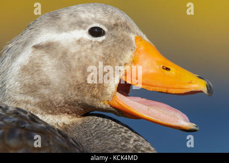 Falkland (Flightless) Steamer-Duck (Tachyeres brachypterus) in the Falkland Islands. Stock Photo