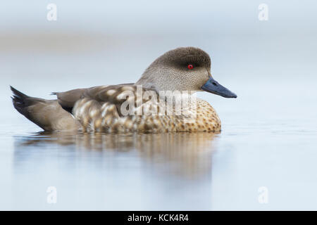 Patagonian Crested Duck (Lophonetta specularioides) on a small pond in the Falkland Islands. Stock Photo