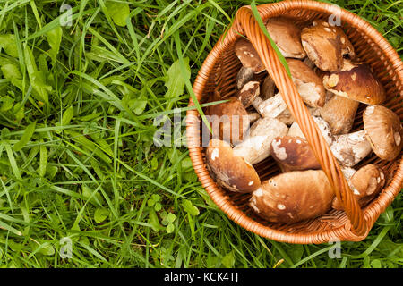 Fresh Forest Edible Mushrooms Boletus Edulis In Wicker Basket On Green Grass Outdoor. Top View And Copyspace. Stock Photo