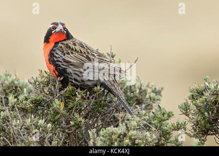 Long-tailed Meadowlark (Sturnella loyca) perched on the ground in the Falkland Islands. Stock Photo