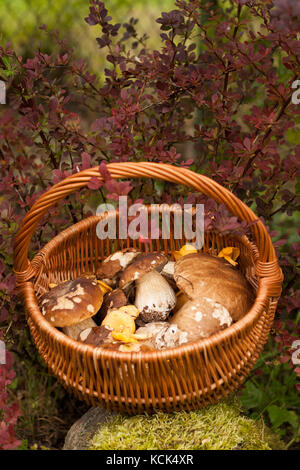 Beautiful Autumn Landscape Wicker Basket With Forest Edible Mushrooms Boletus Edulis, Chanterelle Near Bush Barberry In Garden. Stock Photo