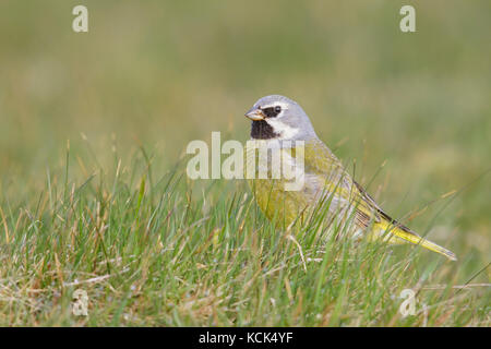 Black-throated Finch (Melanodera melanodera) perched on the ground in the Falkland Islands. Stock Photo