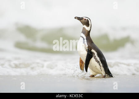 Magellanic Penguin (Spheniscus magellanicus) on a beach in the Falkland Islands. Stock Photo