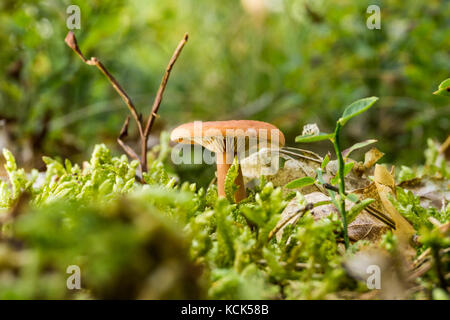 Horizontal photo of orange non-edible camelina. Mushroom is growing in the grass and green moss in forest with with few twigs around. Mushroom has nic Stock Photo