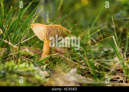 Horizontal photo of orange non-edible camelina. Mushroom is growing in the grass and green moss in forest with with few twigs around. Mushroom has nic Stock Photo