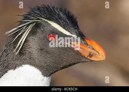 Rockhopper Penguin (Eudyptes chrysocome) perched on a rock in the Falkland Islands. Stock Photo