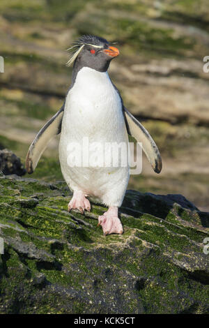 Rockhopper Penguin (Eudyptes chrysocome) perched on a rock in the Falkland Islands. Stock Photo